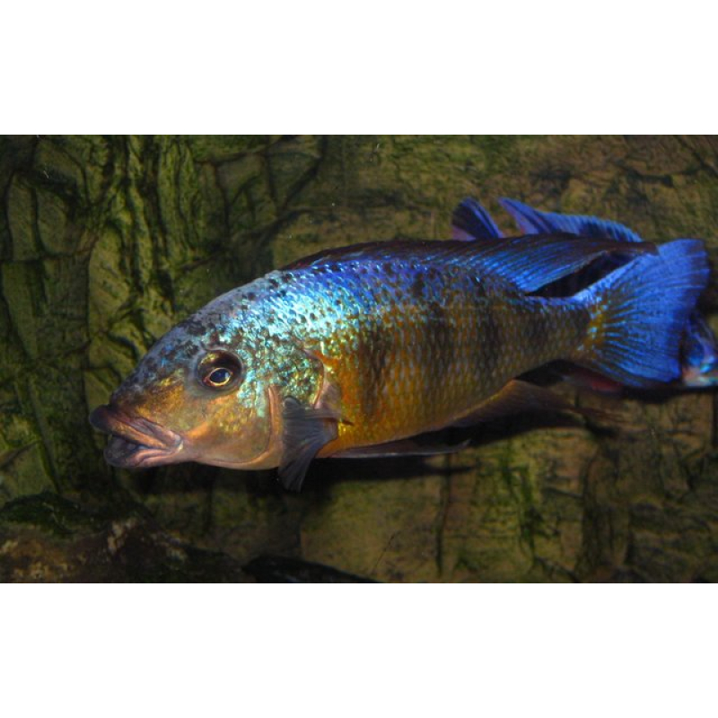 Fossorochromis Rostratus 7-10cm